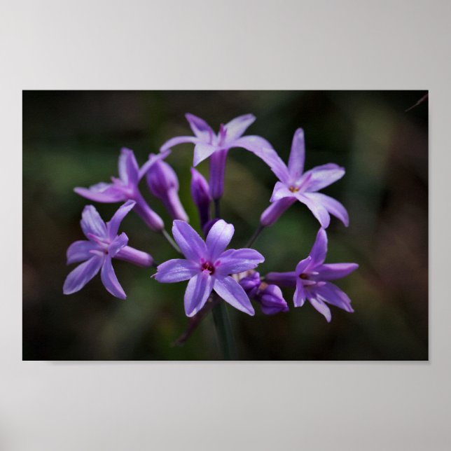 Póster Flores de ajo salvaje rosado púrpura (Frente)