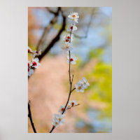 Flores de albaricoque japonesas