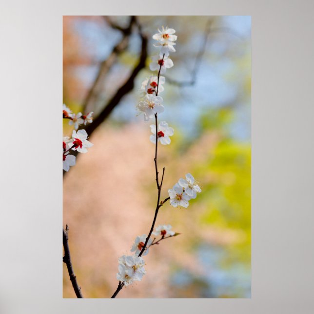 Póster Flores de albaricoque japonesas (Frente)