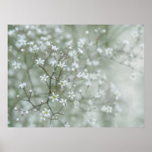 Flores de Aliento de Bebé Fotografía de Naturaleza