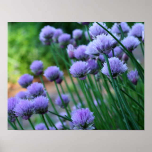 Póster Flores de alio moradas de Scallion Orton Art (Frente)