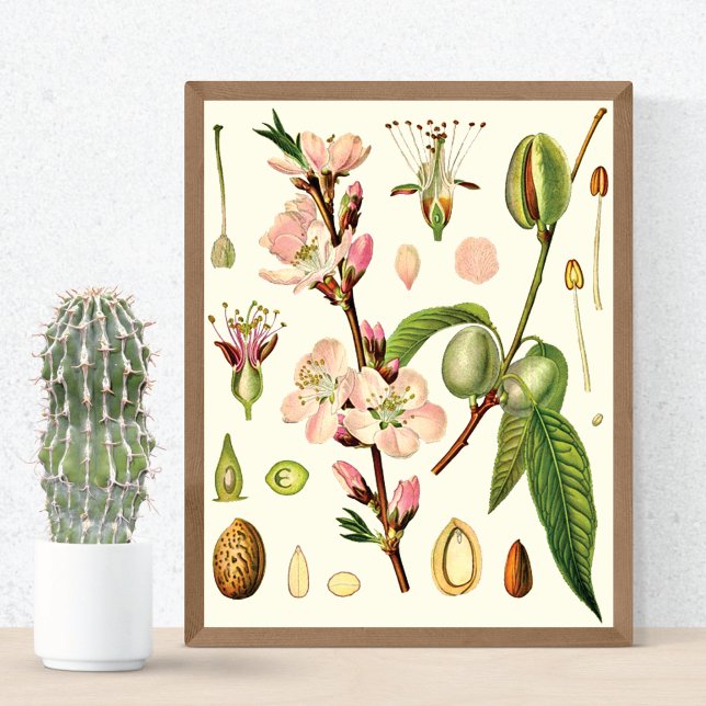Póster Flores de almendra Botánica alemana (Subido por el creador)