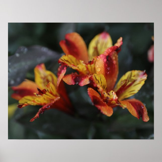 Póster Flores de Alstroemeria (Frente)