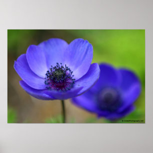 Póster Flores de amapola azul
