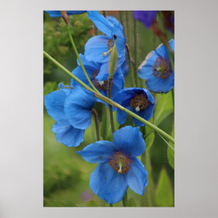 Póster Flores de amapola azul del Himalaya