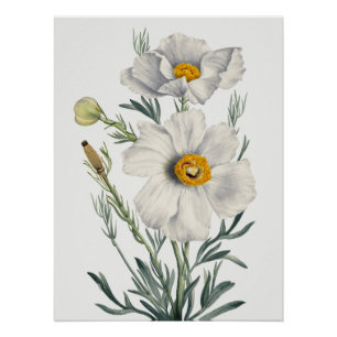 Póster Flores de amapola de árbol de California blancas B