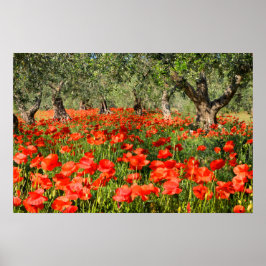 Póster Flores de amapola rojas bajo viejos olivos