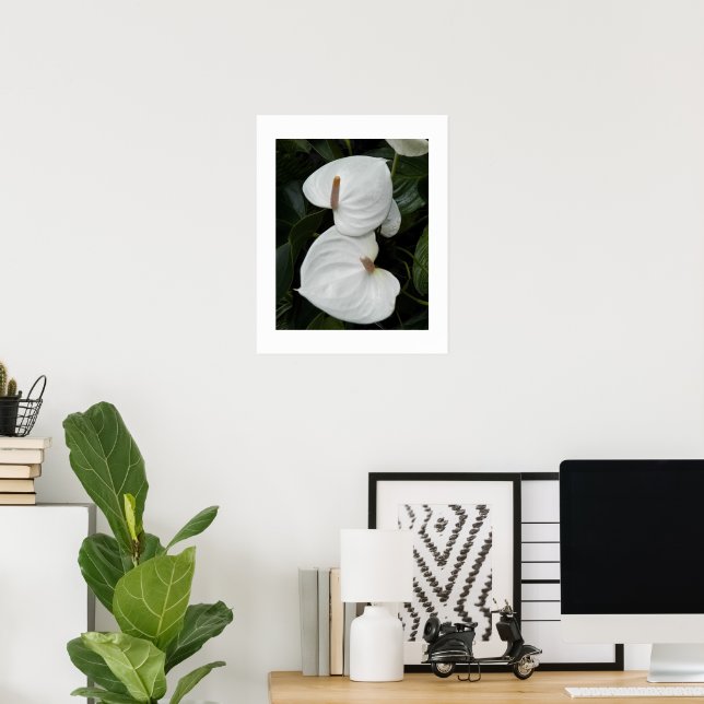 Póster Flores de Anthurium Blanco Fotográfico (Oficina en casa)