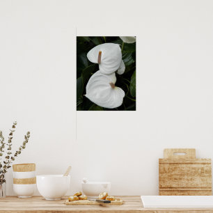Póster Flores de Anthurium Blanco Fotográfico