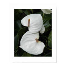 Flores de Anthurium Blanco Fotográfico