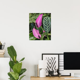 Póster Flores de Anthurium Rosa y Follaje Frondoso