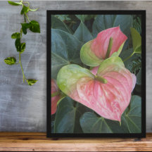 Flores de Anthurium Rosado Fotografía Floral