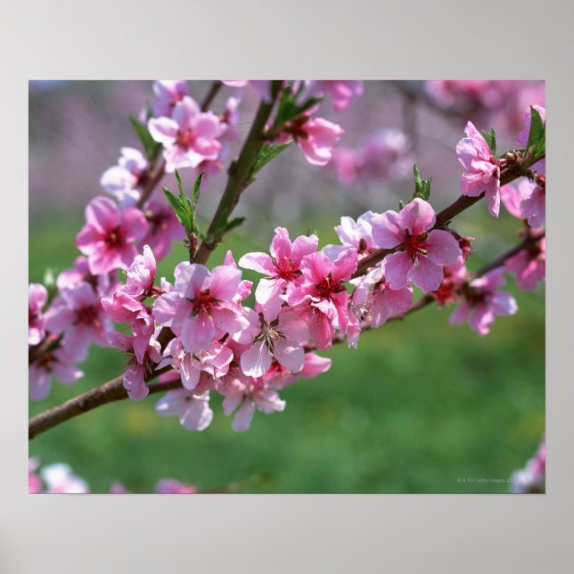 Póster Flores de Apple (Frente)