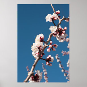 Póster Flores de Apricot