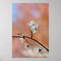 Flores de ápricot japonesas