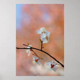 Póster Flores de ápricot japonesas