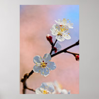 Flores de ápricot japonesas blancas