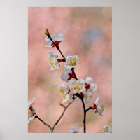 Flores de ápricot japonesas deliciosas