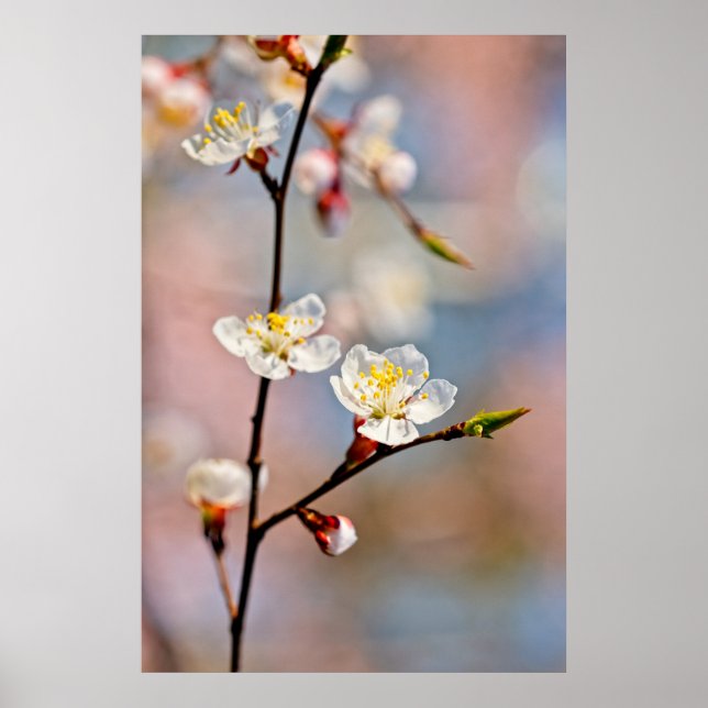 Póster Flores de ápricot japonesas encantadoras (Frente)