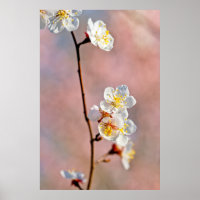 Flores de ápricot japonesas fascinantes