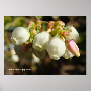 Póster Flores de arándano