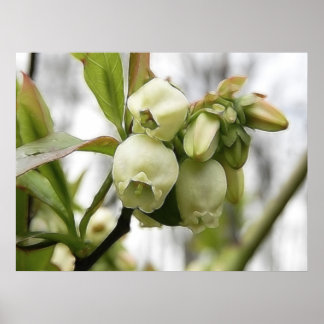Póster Flores de arándano