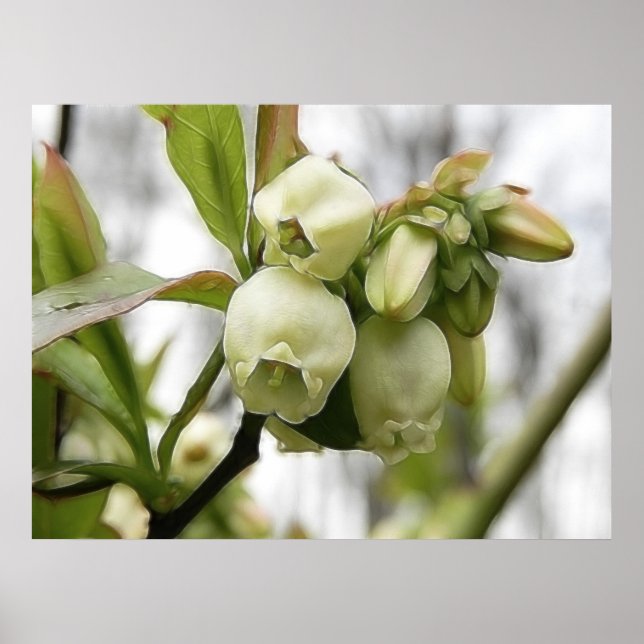 Póster Flores de arándano (Frente)