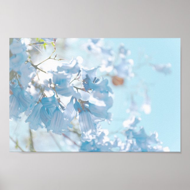 Póster Flores de árbol de jacarandá azul pastel suave (Frente)