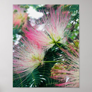 Póster Flores de árbol de mimosa