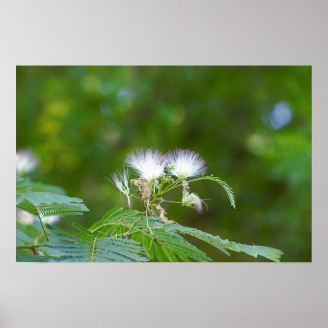 Póster Flores de árbol de mimosa (Frente)