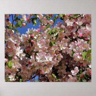 Póster Flores de arce de primavera rosada 4