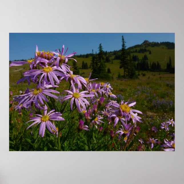 Póster Flores de áster morado en el Monte Rainier (Frente)