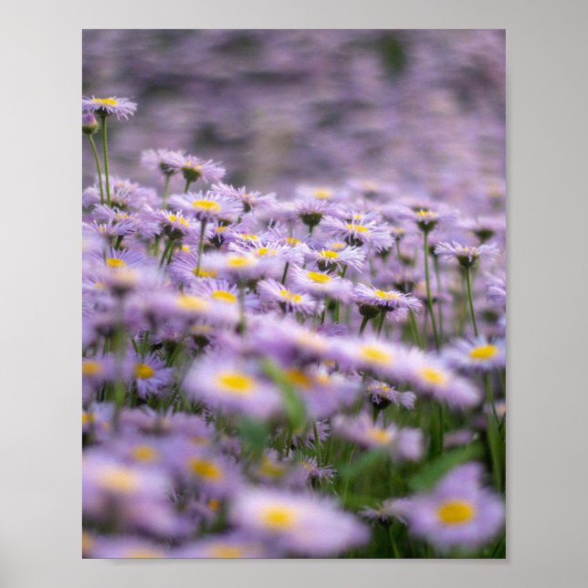 Póster Flores de Aster Púrpura (Frente)