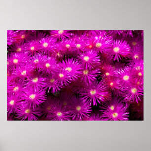 Póster Flores de Aster Rosa