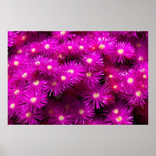 Póster Flores de Aster Rosa (Frente)