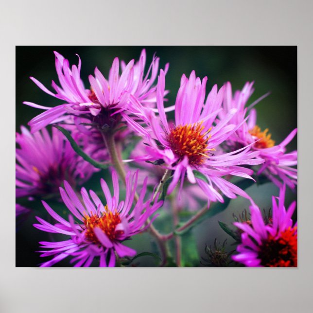 Póster Flores de Aster rosado de Nueva Inglaterra (Frente)