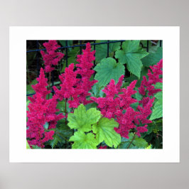 Póster Flores de Astilbe Rosa Profundo Floral