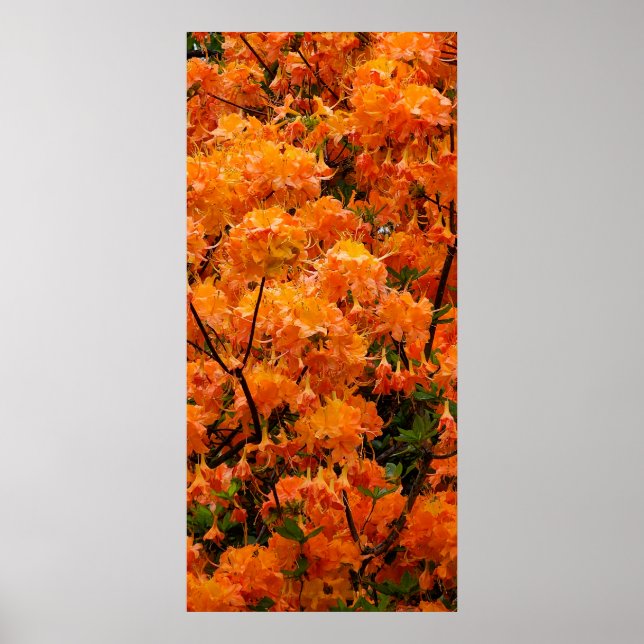 Póster Flores de Azalea de Fuego (Frente)