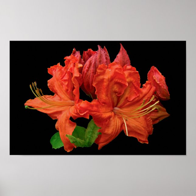 Póster Flores de Azalea Naranja (Frente)