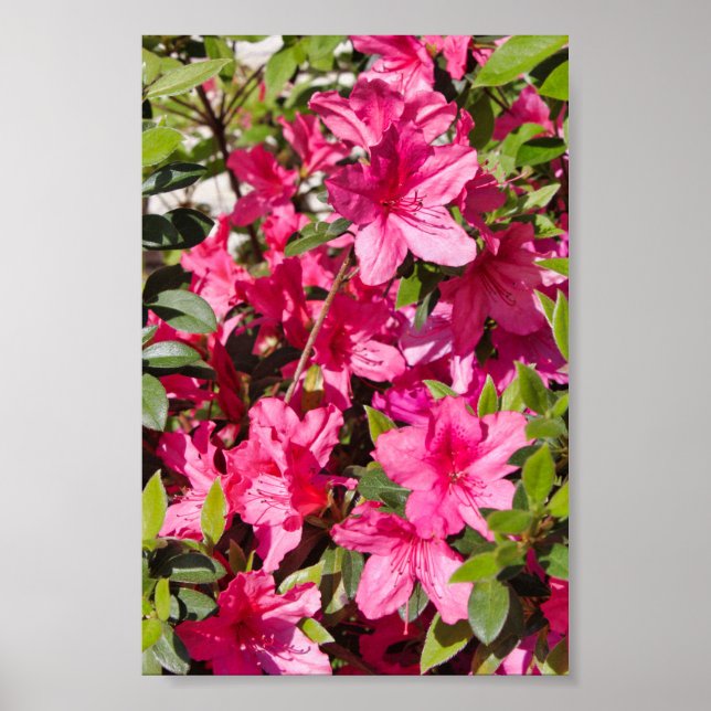 Póster Flores de azalea rosada (Frente)