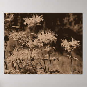 Póster Flores De Balmo De Abeja Silvestre En Sepia Brown