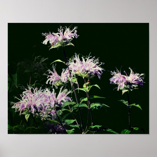 Póster Flores de Bee Balm Púrpura Salvaje (Frente)
