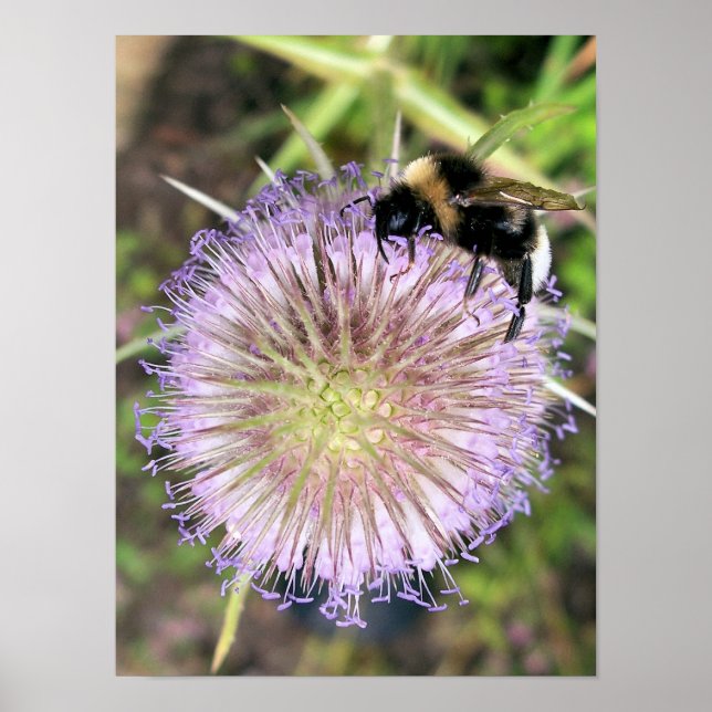 PÓSTER FLORES DE BEE Y TEASEL (Frente)