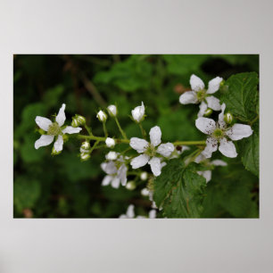 Póster Flores de Blackberry