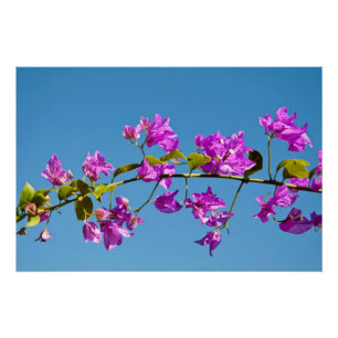 Póster Flores de Bougainvillea