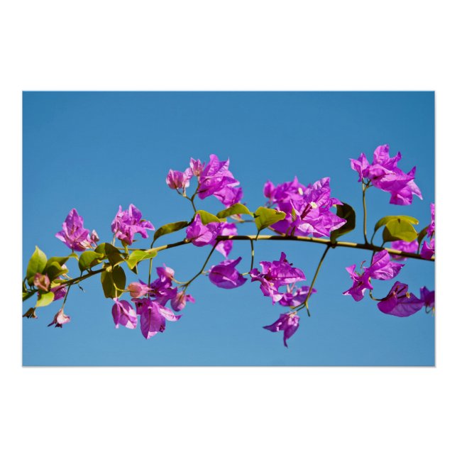 Póster Flores de Bougainvillea (Anverso)