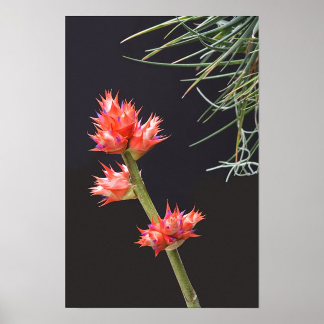 Póster Flores de Bromeliad y Stem (Frente)