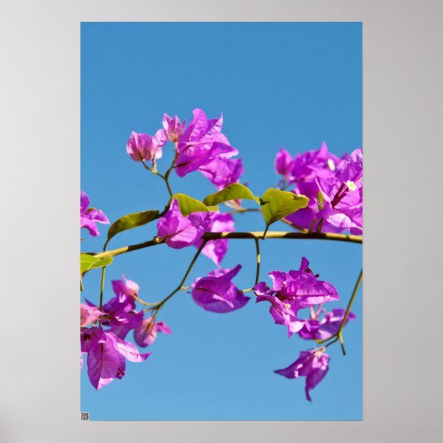 Póster Flores de Buganvilla (Frente)
