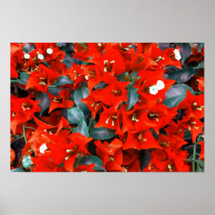 Póster Flores de Buganvilla Rojas Vibrantes