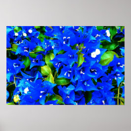Póster Flores de buganvillas azules vibrantes